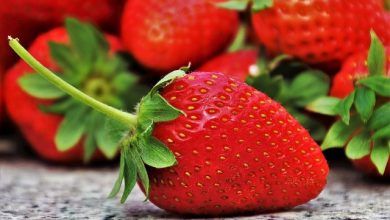 Las importaciones de fresas a Estados Unidos superaron en 2021 por primera vez los 1,000 millones de dólares. Strawberry imports to the United States exceeded 1 billion dollars for the first time in 2021.