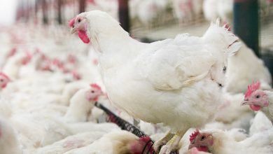Bachoco produjo más de 12.1 millones de pollos por semana en 2021, y sus granjas de postura produjeron cerca de 13,400 toneladas de huevo por mes. Bachoco produced more than 12.1 million chickens per week in 2021, and its laying farms produced close to 13,400 tons of eggs per month.