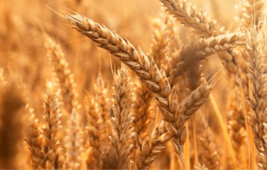 Rusia, Estados Unidos y Australia fueron los principales exportadores de trigo del mundo en 2021. Russia, the United States and Australia were the world's top wheat exporters in 2021.