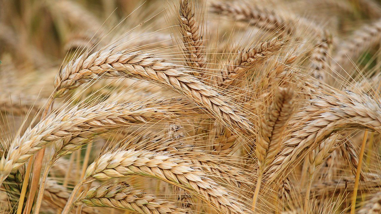 Las exportaciones de trigo de Estados Unidos sumaron 2,024 millones de dólares en el primer trimestre de 2022. US wheat exports totaled $2.024 billion in the first quarter of 2022.