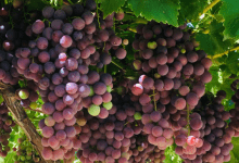Perú lideró las exportaciones de uvas frescas en el mundo en 2021, con ventas por 1,196 millones de dólares. Peru led the exports of fresh grapes in the world in 2021, with sales of 1,196 million dollars.