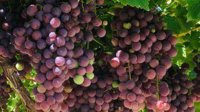 Perú lideró las exportaciones de uvas frescas en el mundo en 2021, con ventas por 1,196 millones de dólares. Peru led the exports of fresh grapes in the world in 2021, with sales of 1,196 million dollars.