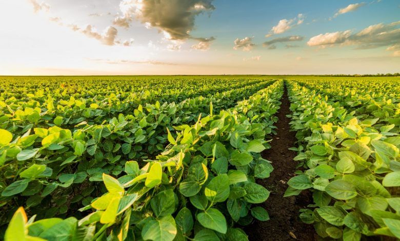 Brasil: herbicidas e produtividade