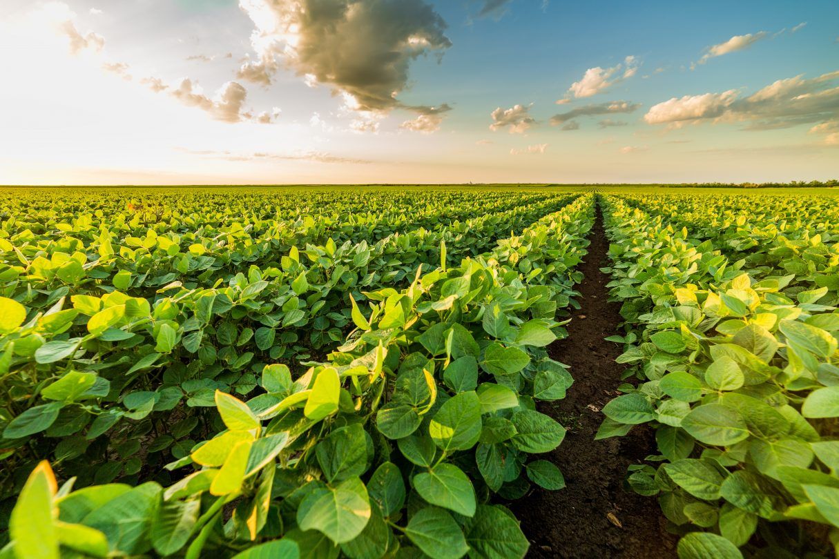 China domina ampliamente las importaciones de soya en el mundo, pero su porción se ha venido reduciendo gradualmente en los últimos años. China largely dominates the world's soybean imports, but its share has been gradually shrinking in recent years.