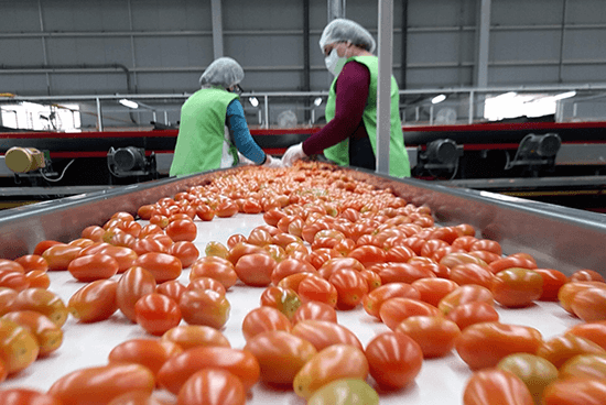 Tarifa sobre o tomate mexicano imposta pelos Estados Unidos: 20,91%