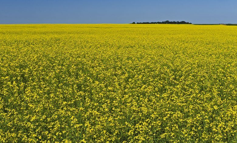 Las exportaciones de canola (semillas de nabo o colza) de Canadá a México crecieron a una tasa interanual de 22.2% de enero a abril de 2022. Canada's canola (turnip or rapeseed) exports to Mexico grew at a year-over-year rate of 22.2% from January to April 2022.