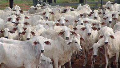 Las exportaciones brasileñas de carne de bovino totalizaron 5,624.5 millones de dólares en el primer semestre de 2022, un alza de 60% interanual. Brazilian beef exports totaled US$5,624.5 million in the first half of 2022, up 60% year-on-year.