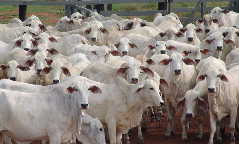 Brasil lidera exportaciones de soja, carne de ave, carne bovina, azúcar y café. Brazil leads exports of soybeans, poultry, beef, sugar and coffee. Le Brésil est en tête des exportations de soja, de volaille, de bœuf, de sucre et de café. O Brasil lidera as exportações de soja, frango, carne bovina, açúcar e café.