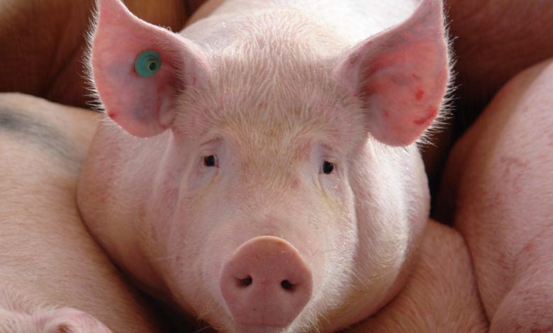 La empresa Kekén, la mayor exportadora de carne de cerdo de México a Japón y una empresa del Grupo KUO, está integrada verticalmente. Kekén, Mexico's largest pork exporter to Japan and a KUO Group company, is vertically integrated.
