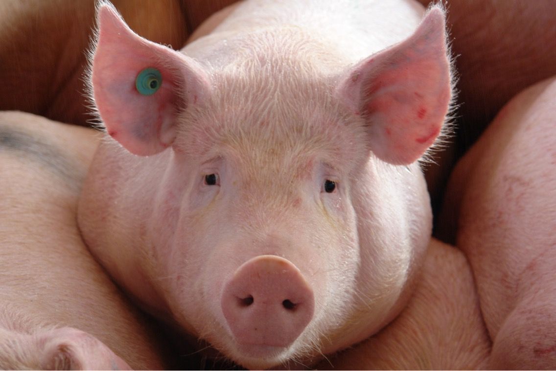 Kekén aumenta sus exportaciones de carne de cerdo