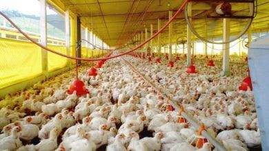 Las exportaciones de carne de aves de Brasil registraron un crecimiento interanual de 36.9% en el primer semestre de 2022, a 4,301 millones de dólares. Brazil's poultry meat exports recorded a year-on-year growth of 36.9% in the first half of 2022, to US$4.301 billion.