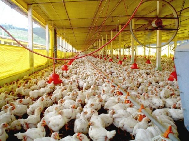 Las exportaciones de carne de aves de Brasil registraron un crecimiento interanual de 36.9% en el primer semestre de 2022, a 4,301 millones de dólares. Brazil's poultry meat exports recorded a year-on-year growth of 36.9% in the first half of 2022, to US$4.301 billion.