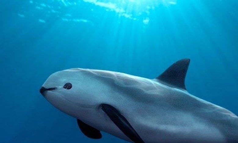 La USTR informó que continuará revisando el caso de la vaquita marina en relación a posibles violaciones de México en el T-MEC. USTR reported that it will continue to review the vaquita case in relation to possible violations by Mexico in the USMCA.