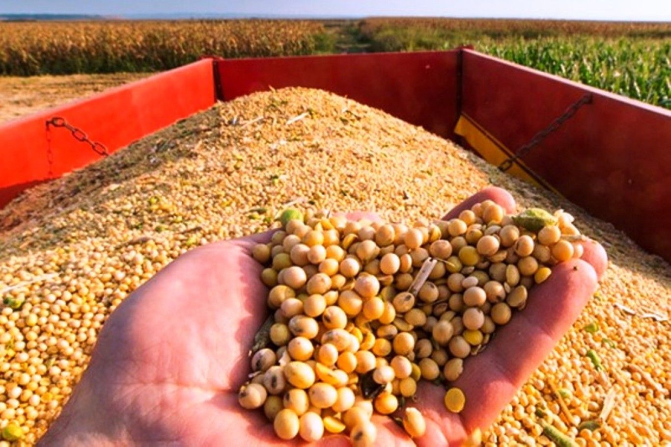 La producción de soya está extremadamente concentrada en el mundo, con aproximadamente 80% generada en Estados Unidos, Brasil y Argentina. Soybean production is extremely concentrated in the world, with approximately 80% generated in the United States, Brazil and Argentina.