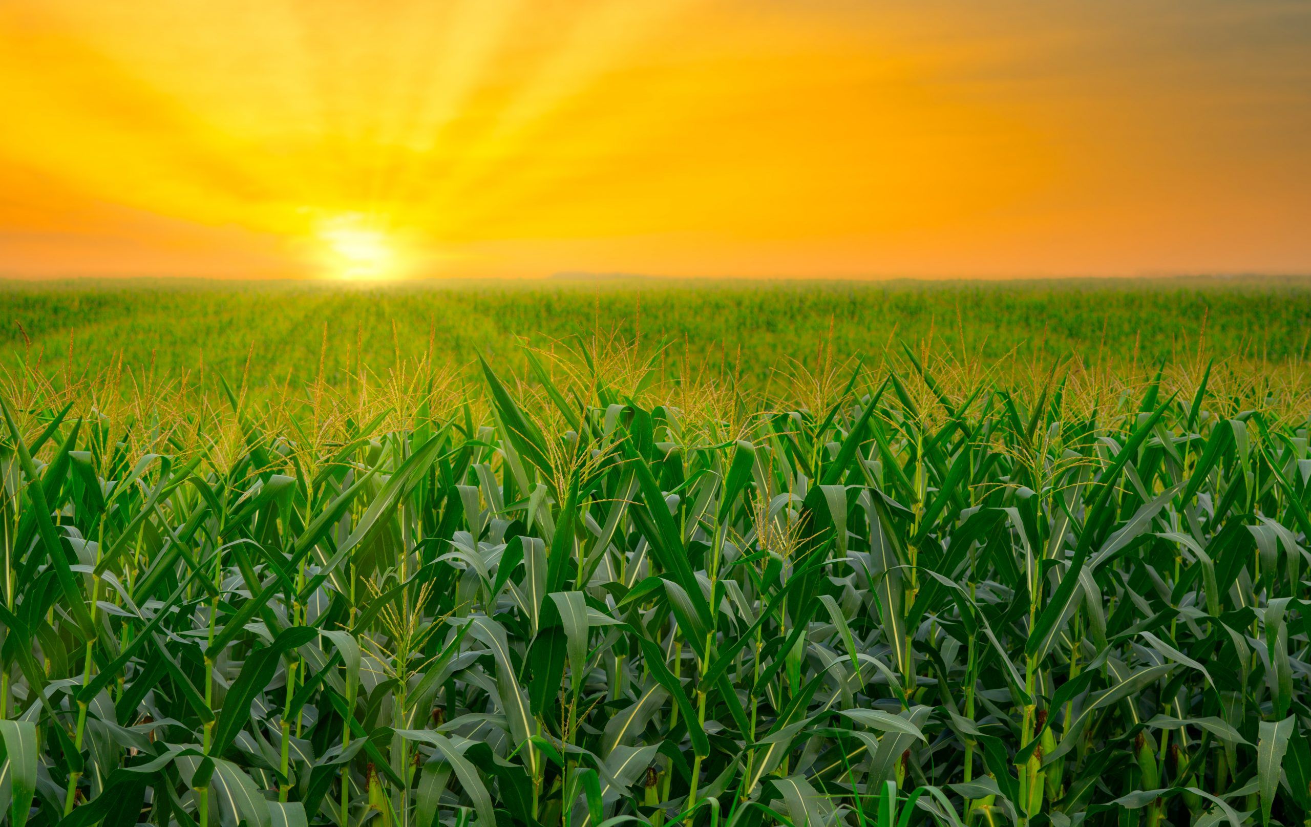 Las recientes previsiones del USDA apuntan a que la superficie de maíz estadounidense que se plantará en la temporada de siembra 2022-2023 será de aproximadamente 90 millones de acres. Recent USDA forecasts call for U.S. corn acreage to be planted in the 2022-2023 planting season to be approximately 90 million acres.