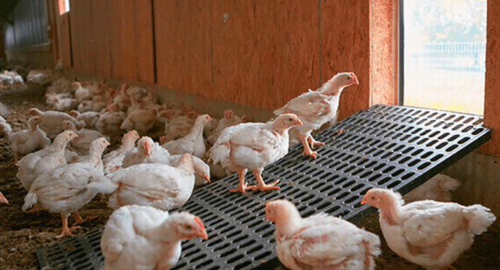 Las exportaciones en la industria avícola de Brasil crecieron rápidamente entre 2001 y 2021 y su liderazgo mundial se mantendría en los próximos años. Exports in Brazil's poultry industry grew rapidly between 2001 and 2021 and its global leadership is expected to be maintained in the coming years.