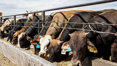 Las exportaciones de bovino de México no se han afectado por la sequía en el norte del país, al tiempo que su producción de alimentos balanceados aumenta. Mexico's beef exports have not been affected by the drought in the north of the country, while its feed production is increasing.