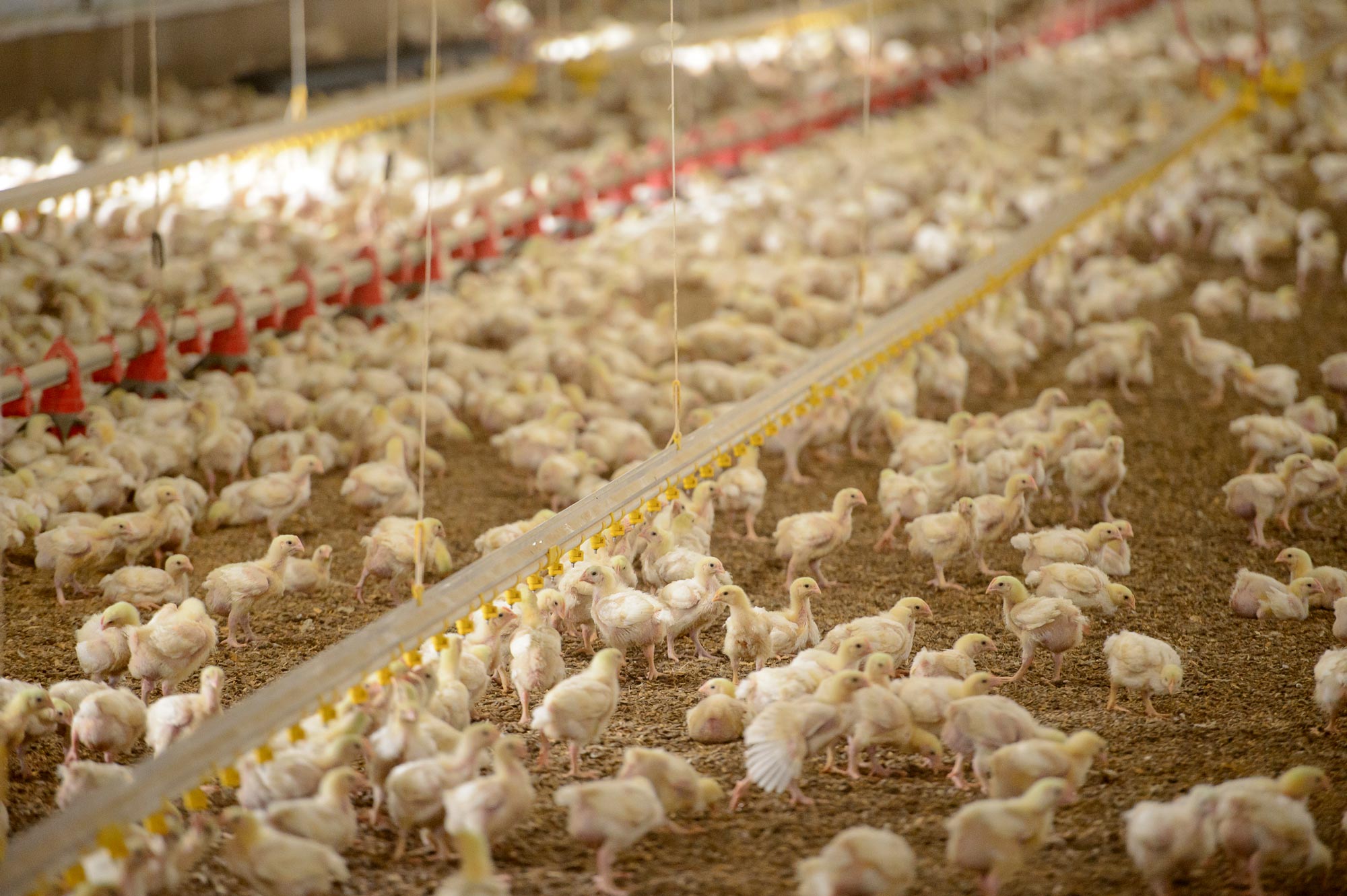 Las exportaciones de aves de corral de Estados Unidos totalizaron 3,628 millones de dólares de enero a agosto de 2022. U.S. poultry exports totaled $3.628 billion from January through August 2022.