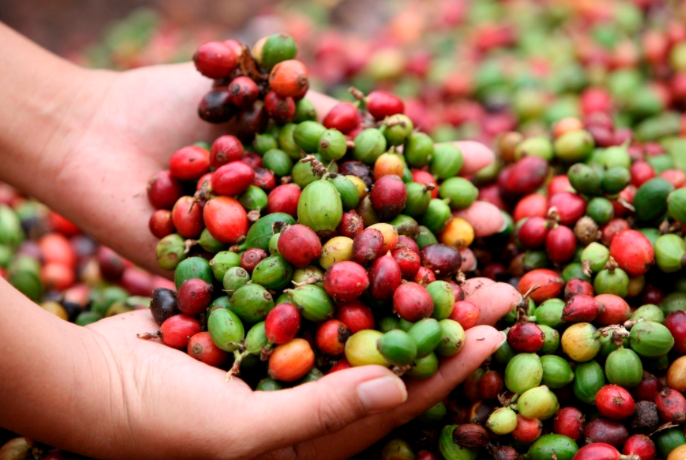 El café, el cicle, los aguacates y los tomates se encuentran entre los principales productos orgánicos producidos en México. Coffee, cicle, avocados and tomatoes are among the main organic products produced in Mexico.
