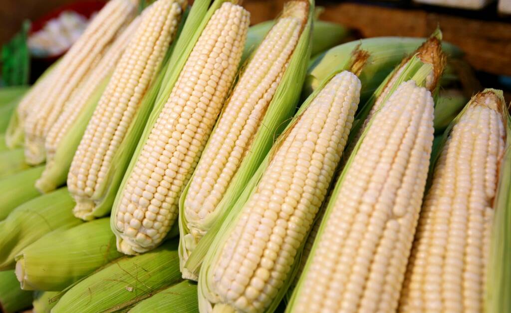 Imports Of White Corn To Mexico From South Africa 400 000 Metric Tons 