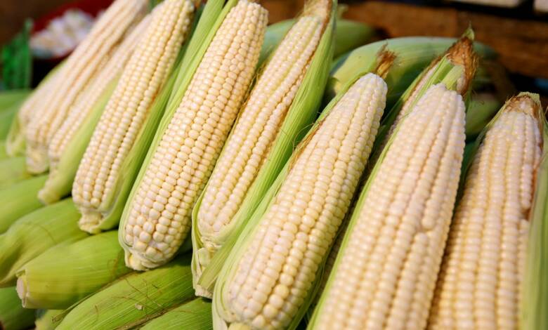 Como parte de un contrato por 400,000 toneladas métricas, México recibió el primer embarque de importaciones de maíz blanco desde Sudáfrica. As part of a 400,000 metric ton contract, Mexico received the first shipment of white corn imports from South Africa.