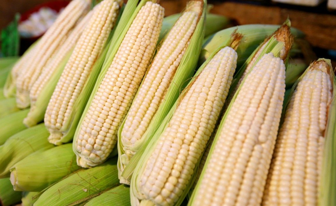 Como parte de un contrato por 400,000 toneladas métricas, México recibió el primer embarque de importaciones de maíz blanco desde Sudáfrica. As part of a 400,000 metric ton contract, Mexico received the first shipment of white corn imports from South Africa.