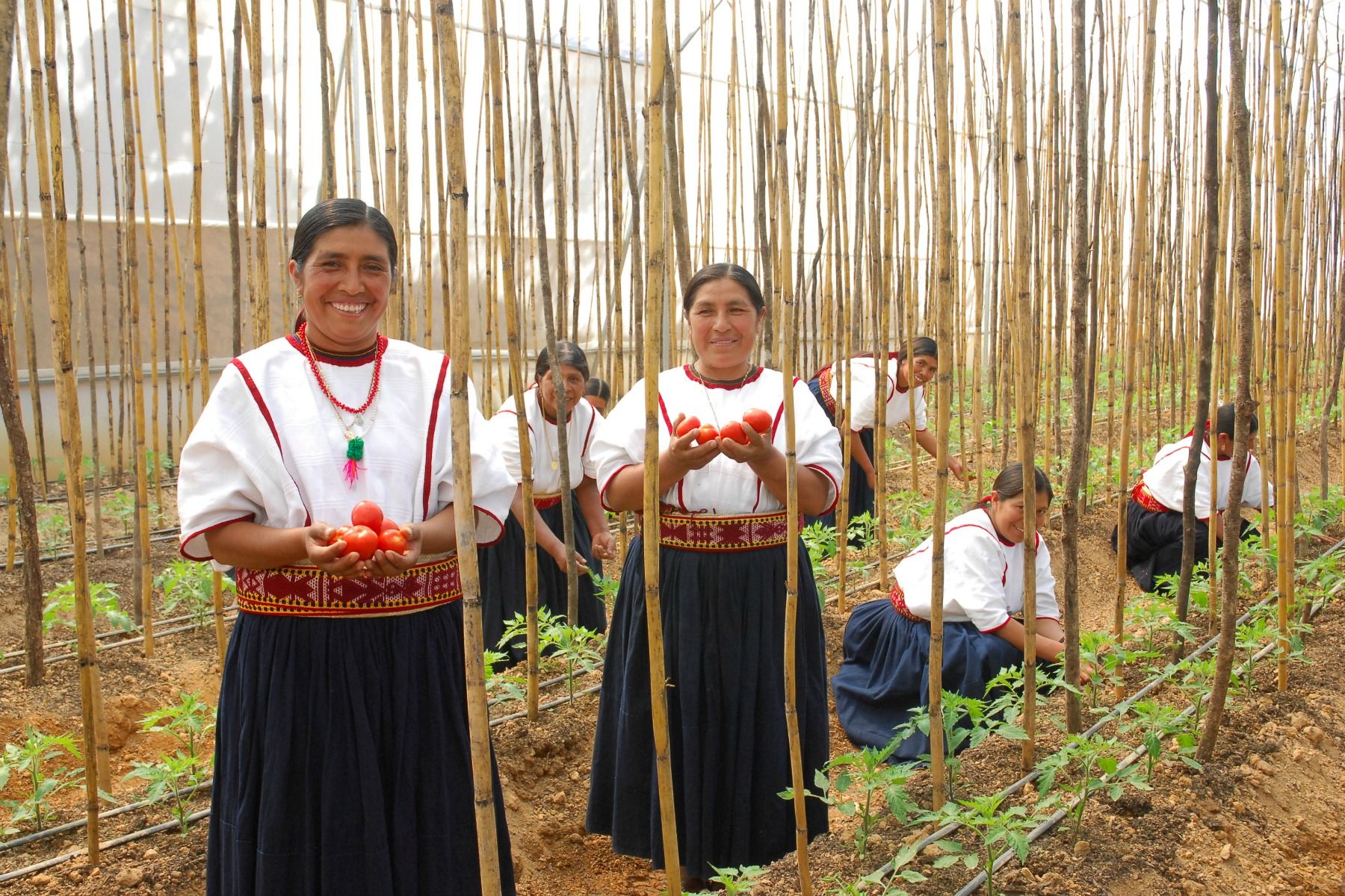 Las mujeres de México en la producción de alimentos. Mexican women in food production. Les femmes mexicaines dans la production alimentaire.