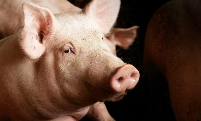 Top 4 pork processors in the United States - Opportimes