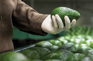 Los 5 principales países en exportaciones de aguacate en el mundo
