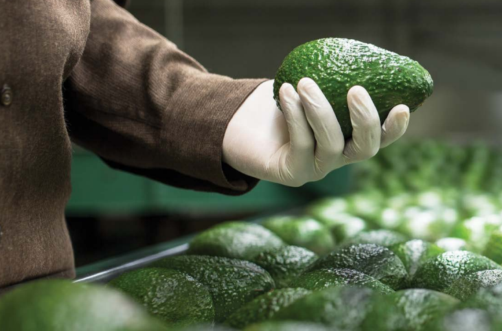 Del aguacate al guacamole: exportaciones de Calavo Growers desde México. From avocado to guacamole: Calavo Growers exports from Mexico. De l'avocat au guacamole : Calavo Growers exporte du Mexique. Do abacate ao guacamole: a Calavo Growers exporta do México.