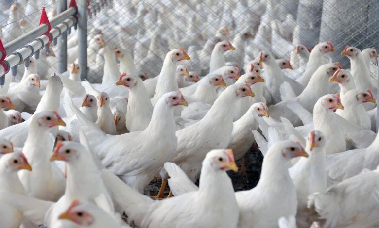 Los 11 principales productores de pollo en el mundo. The 11 main chicken producers in the world. Les 11 principaux producteurs de poulet au monde. Os 11 principais produtores de frango do mundo.