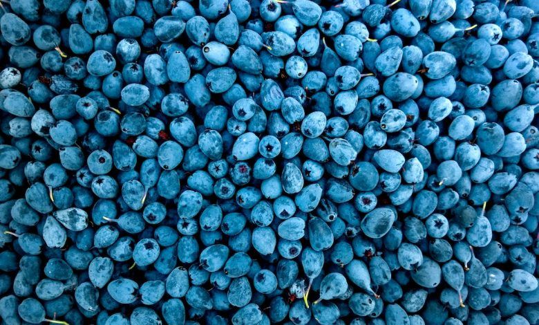 Los 5 mayores exportadores de arándanos a Estados Unidos. The 5 largest exporters of blueberries to the United States. Les 5 plus grands exportateurs de myrtilles vers les États-Unis. Os 5 maiores exportadores de mirtilos para os Estados Unidos.