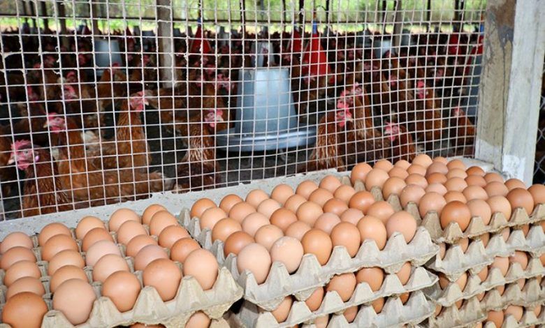 Ayuda alimentaria interna en Estados Unidos. Domestic food aid in the United States. Aide alimentaire intérieure aux États-Unis. Ajuda alimentar interna nos Estados Unidos.