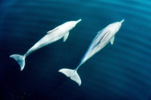 El “problema del atún y los delfines”: OMC