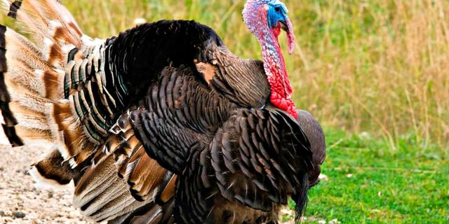 Importaciones de carne de pavo a México desde Brasil