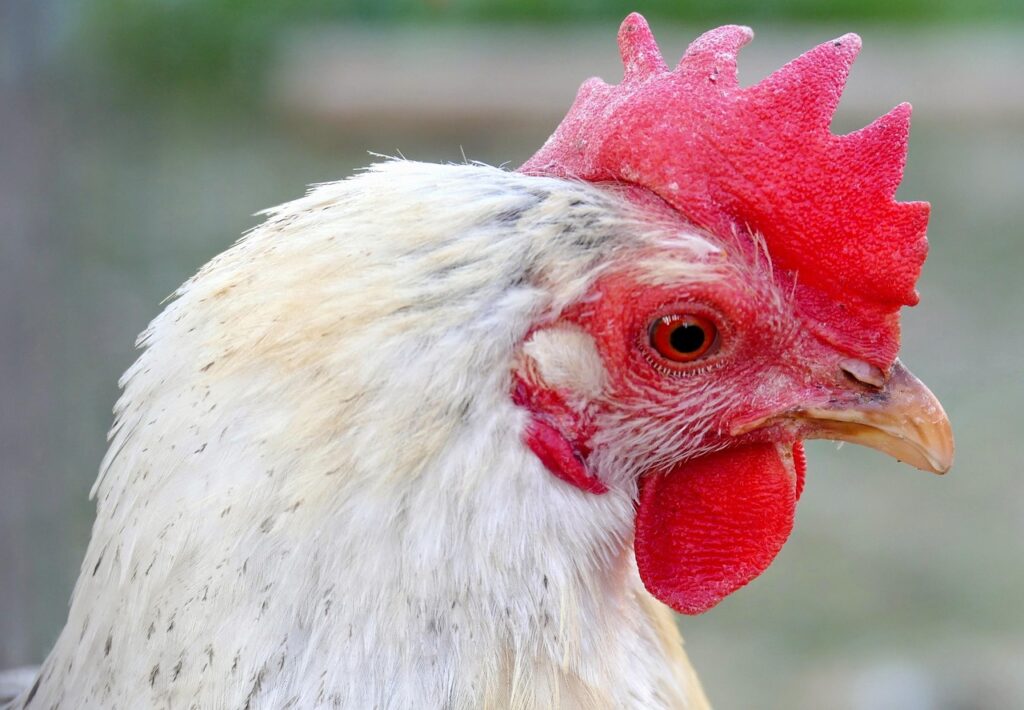 Produção brasileira de carne de frango cresce 6 anos consecutivos