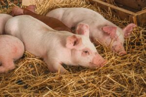 México deixa de exportar carne suína para a China
