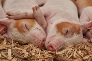 Os 5 maiores produtores de carne suína do mundodans le monde
