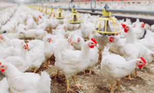 Os 10 principais destinos das exportações de carne de frango do Brasil