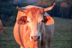 The world's 15 largest beef exporters