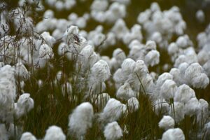 US cotton industry calls for maintaining openness in the USMCA