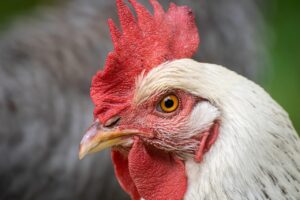 Las importaciones de pollo tienen el arancel más alto en México