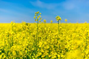 A field of yellow, blooming canola, medium shot showing stems and petals; blue sky in the background; image representing agricultural production, exports, and the canola value chain.
