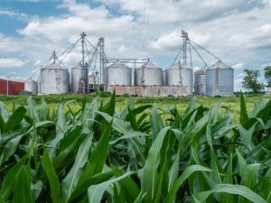 Un entrepôt agricole avec, à l'arrière-plan, de grands silos métalliques, et, au premier plan, des feuilles de maïs vertes poussant dans le champ sous un ciel partiellement nuageux.
