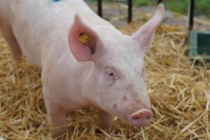 Porco rosado em uma fazenda com brinco de identificação, representando a produção suína dos Estados Unidos destinada ao comércio internacional e às exportações para a África Subsaariana.